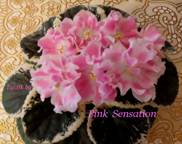  Pink Sensation 