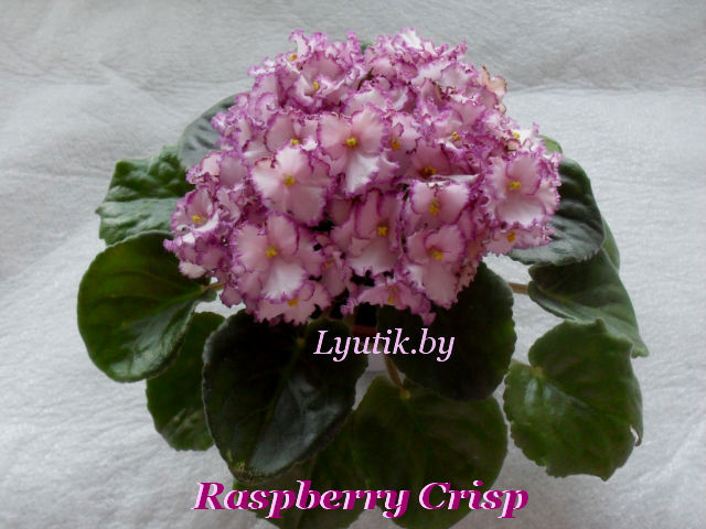  Raspberry Crisp 