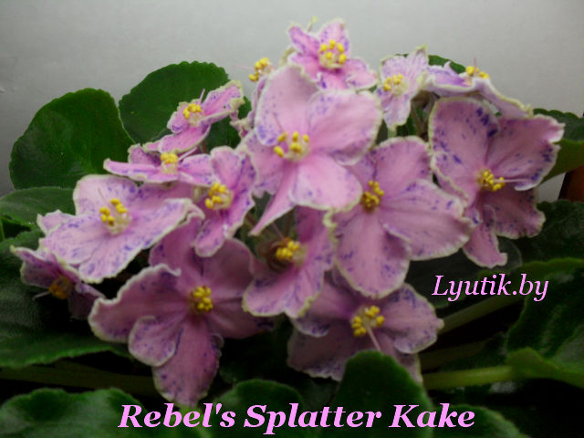  Rebel's Splatter Kake 