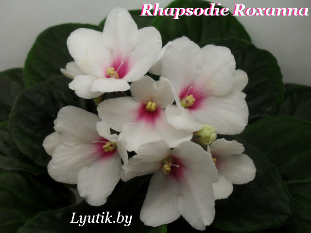  Rhapsodie Roxanna 