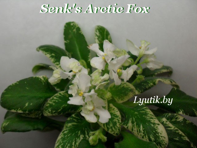 Senk's Arctic Fox 