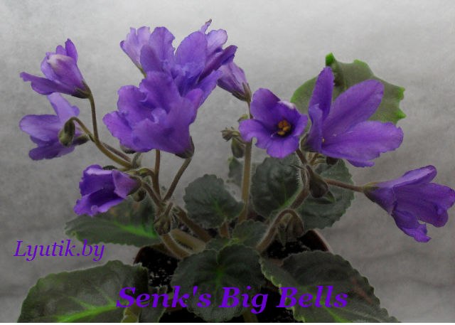  Senk's Big Bells 