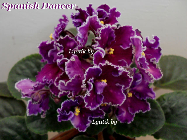  Spanish Dancer 