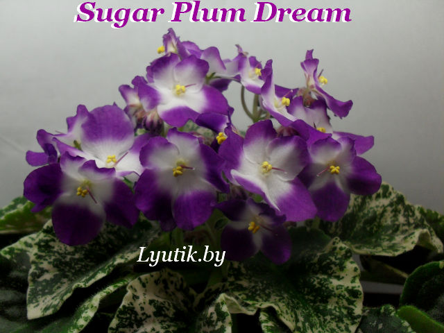  Sugar Plum Dream 