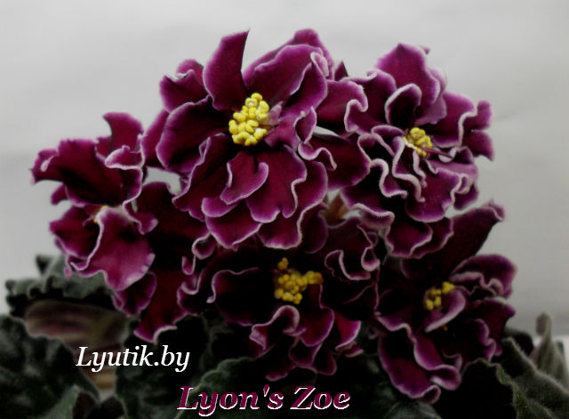  Lyon's Zoe 