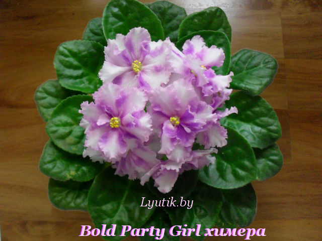   Bold Party Girl  