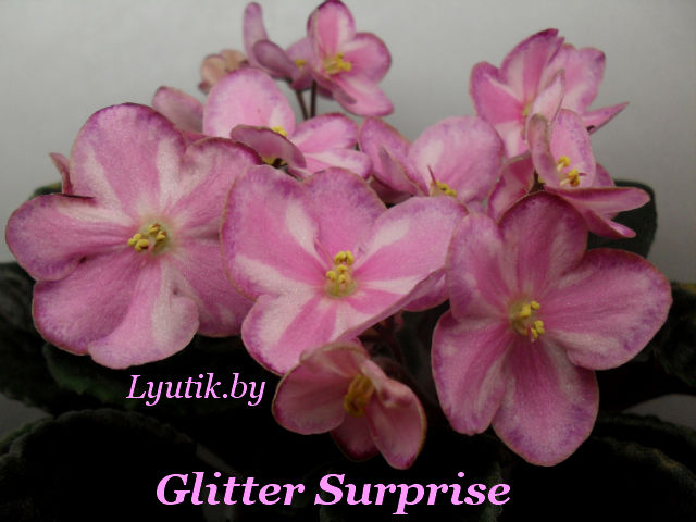    Glitter Surprise 