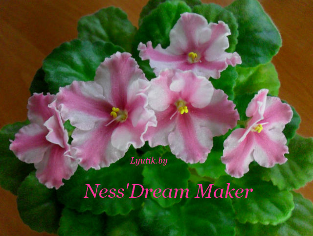   Ness' Dream Maker 