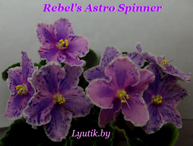     Rebel's Astro Spinner 