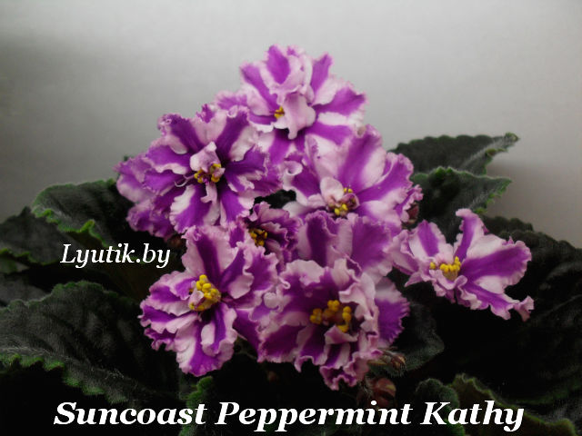    Suncoast Peppermint Kathy 