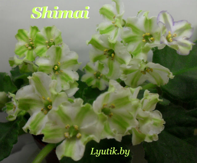    Shimai 