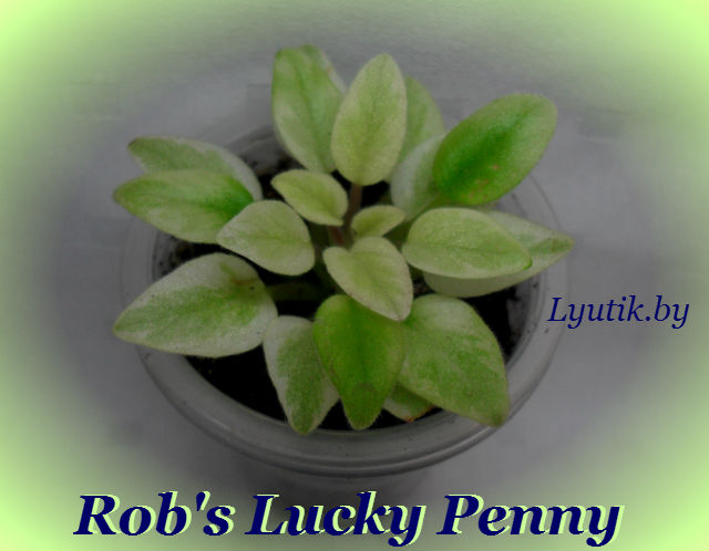   Rob's Lucky Penny 
