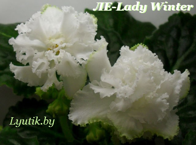  -Lady Winter new 2014 