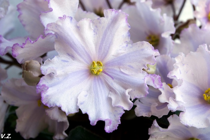  Harmpny's Lavender Fantasy 