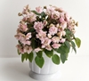  Pink Mint