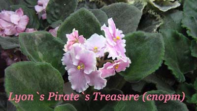  Lyons Pirates Treasure () 
