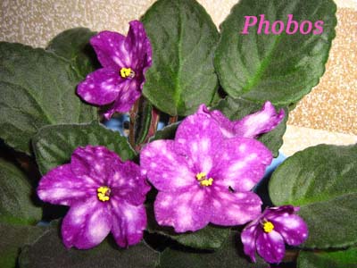  Phobos 