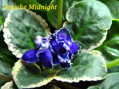  Apache Midnight 