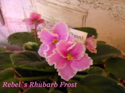  Rebel`s Rhubarb Frost 
