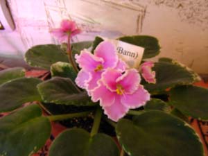 Фиалка Rebel`s Rhubarb Frost