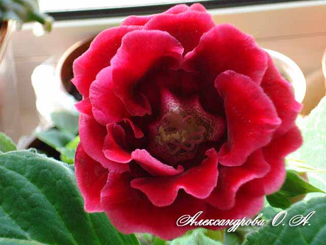  Lady Red 