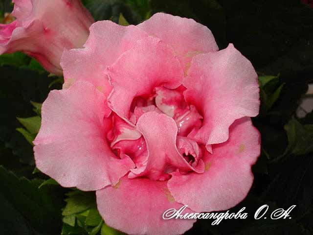  Peach Rose 