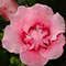 Фиалка Peach Rose