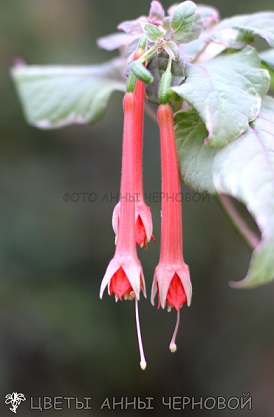   F.fulgens variegata 