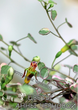  F. procumbens  Argenta 