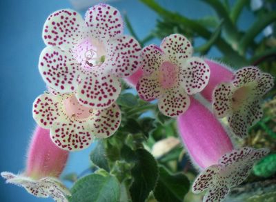  Kohleria HCY s Jardin de Monet 