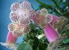 Фиалка Kohleria HCY s Jardin de Monet