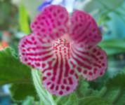 Фиалка Carnivel