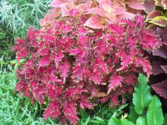 Flamenco red