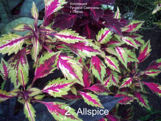  Allspice ( ) 