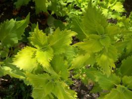 Wasabi (Васаби)