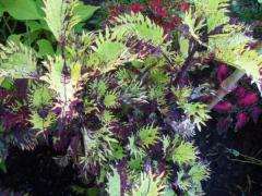UTS Golden Anemone