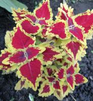 Stained Glassworks Crown Jevel