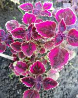 Plum Brocade trailing (Сливовая паутинка)