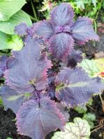 Plum Frost (Замороженная слива)