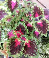 Trailing Lava Rose
