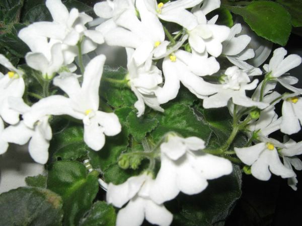  Lunar Lily White (  ) 