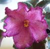 Granberry Crush