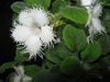 Фиалка Alsobia dianthiflora (Гвоздикоцветковая)