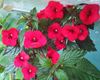Ахименес Red Elfe (Красный Эльф)