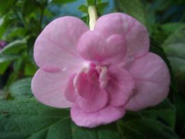 Ахименес Double Picottee Rose Pink