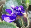 Senk s Blue Cascade