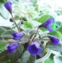 Vallarta Campanas Moradas