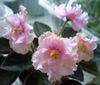 Rob s Antigue Rose (Старинная Роза)