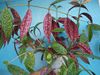 Фиалка Aeschynanthus Longiculis