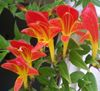 Фиалка Columnea Early Bird (Ранняя Пташка)
